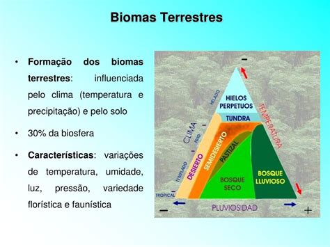 Qual é A Diferença Entre Ecossistemas E Biomas ENSINO