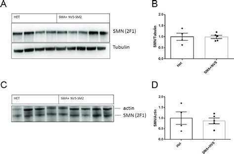 Survival Motor Neuron Smn Protein Levels In Nvs Sm Treated Severe