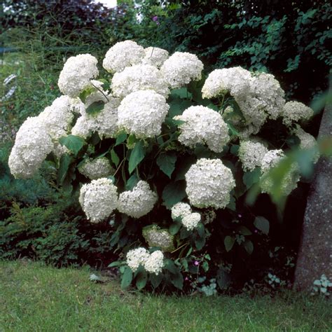 Incrediball Hydrangeas For Sale