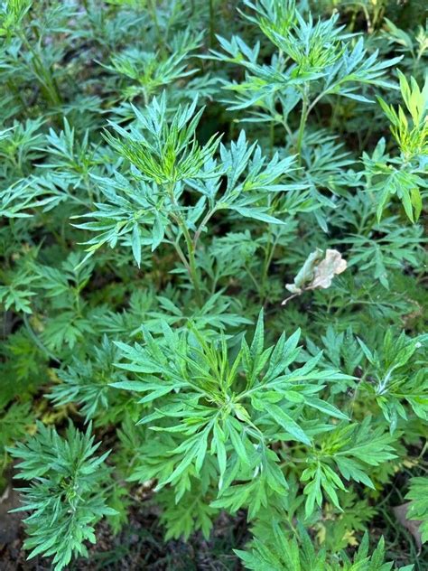 Observation Artemisia Verlotiorum Lamotte Daiana Mercuri May 28 2022