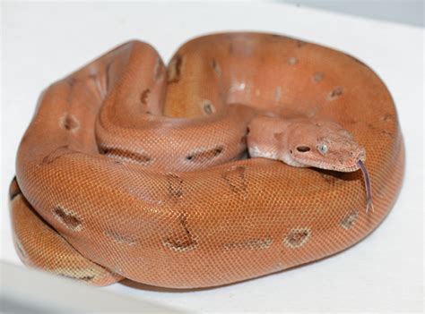 Boa Constrictor Morphs And Mutations