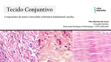 Componentes da matriz extracelular substância fundamental amorfa