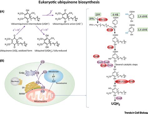 Understanding Ubiquinone Trends In Cell Biology