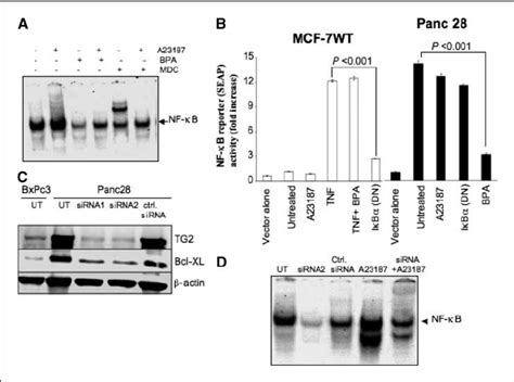 Inhibition Of Tg Activity Inhibits Activation Of Nf N B A Emsa