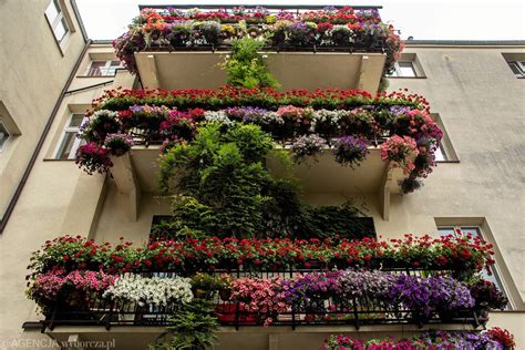 Jakie kwiaty na balkon Nie zaszkodzi im susza czy intensywny wiatr Są