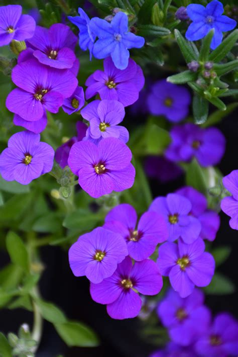 Rock On Blue Rock Cress Aubrieta Gracilis Rock On Blue In Calgary