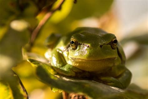 Reptielen En Amfibie N Fotograferen Natuurfotografie