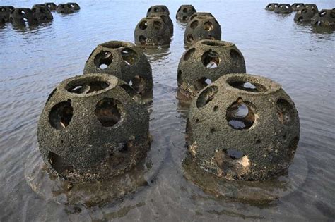 To Save California Coasts Scientists Turn To The Humble Oyster