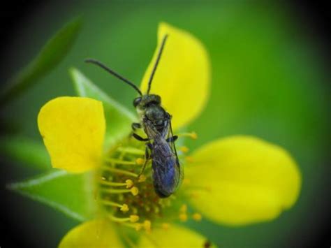 Best Black Fly Stock Photos Pictures And Royalty Free Images Istock