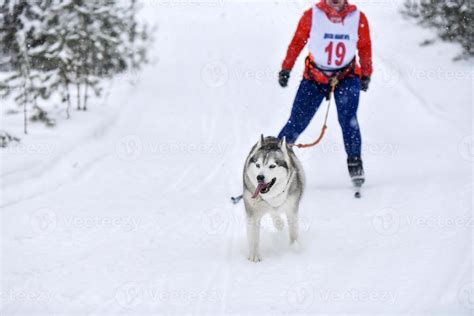 Dog skijoring winter competition 13014540 Stock Photo at Vecteezy