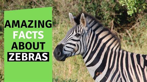 ज़ेबरा जानिए इस जानवर के बारे में Facts About Zebra Wild Life