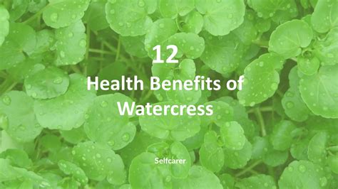 Health Benefits Of Watercress Ppt