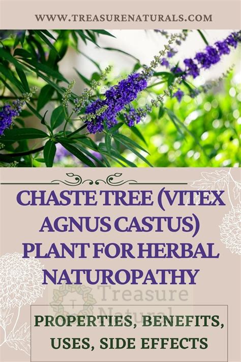 Chaste Tree Vitex Agnus Castus Plant For Herbal Naturopathy