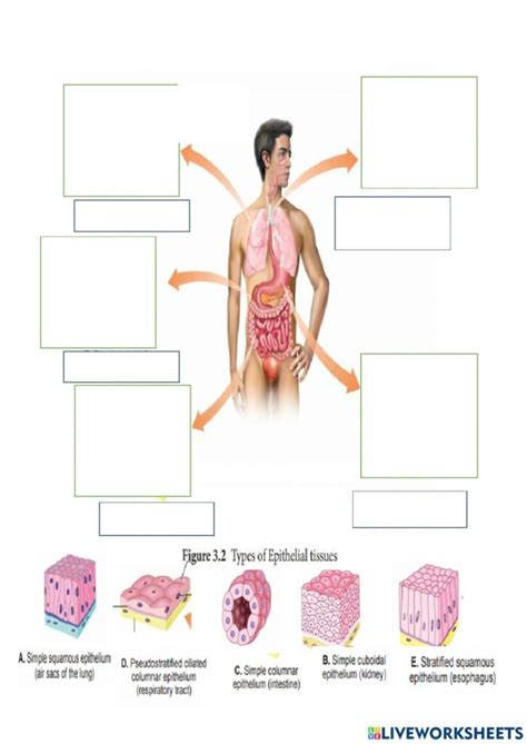 Epithelial Tissue Worksheets Pdf Printable Worksheets