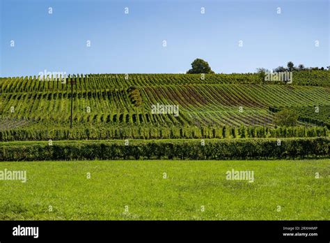 View Over Vineyards Towards Horizon Stock Photo Alamy