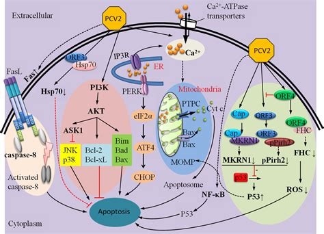 Frontiers Regulation Of Apoptosis During Porcine Circovirus Type 2