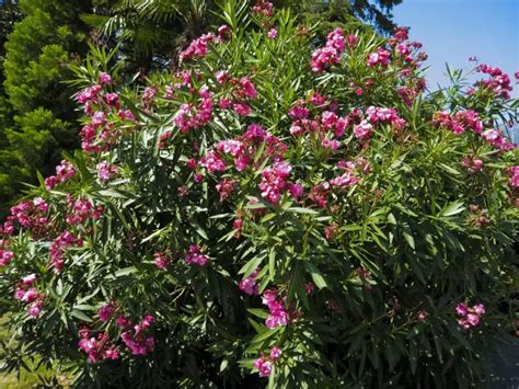 Taille laurier rose comment le faire et quand est la meilleure période