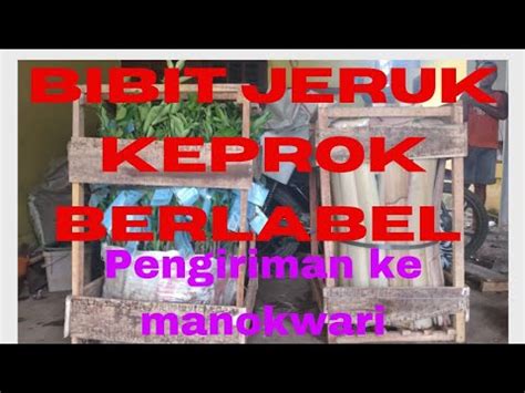 Jual Bibit Jeruk Keprok Batu Berlabel Wa Harga Bibit