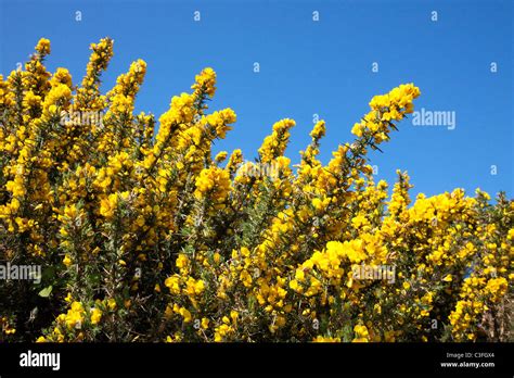 Yellow Flowers Common Gorse Bush Hi Res Stock Photography And Images