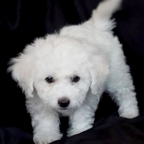 Adorable Bichon Puppies Available | America's Pet Registry