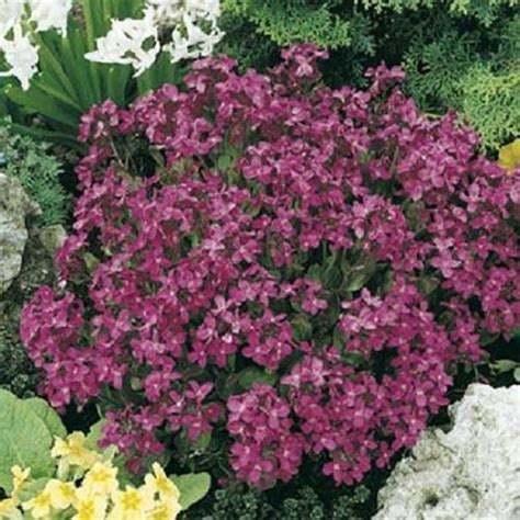 Arabis Spring Charm Rock Cress Flower Seeds Perennial 50 Etsy