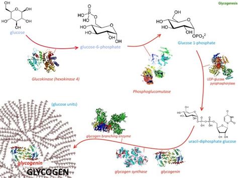 Glycogenesis Definition Process And Function Biology Dictionary