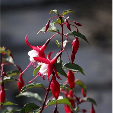 Fuchsia Madame Cornelissen Prydbuske Plantetorvetdk