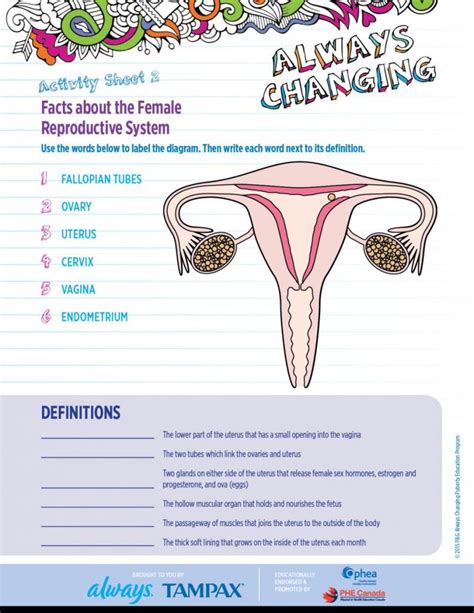 The Female Reproductive System Worksheet Female Reproductive System