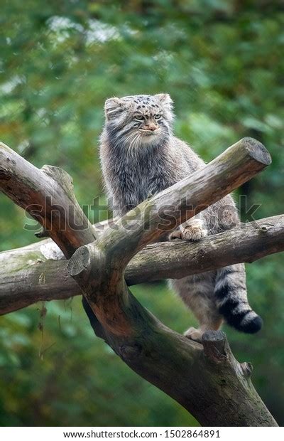 Pallass Cat Otocolobus Manul Manul Living Stock Photo 1502864891