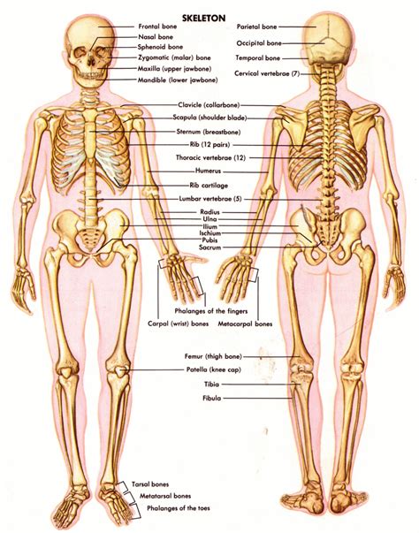 Skeletal System Brandon Perez Anatomy And Physiology Final