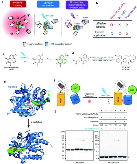 A Chemical Tool For Blue Light Inducible Proximity Photo Crosslinking