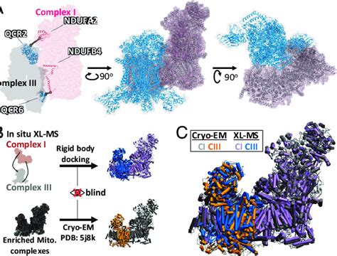 Determination Of Supercomplex Structures From Functional Mitochondria