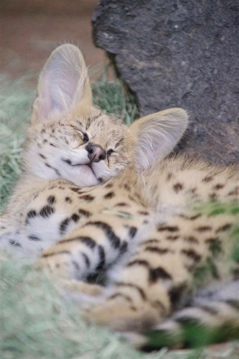 Serval Sleep Cute Cartoon Animals Animals And Pets Funny Animals