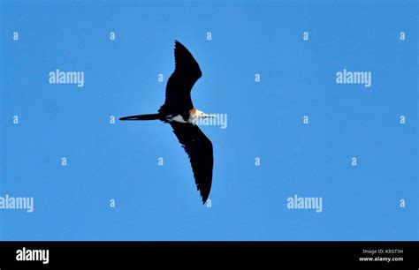 Magnificent Frigate Birds In Flight Fregata Magnificens Isla Isabel