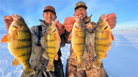 Ice Fishing Slough Tiger Jumbo Perch Catch Clean Cook Youtube