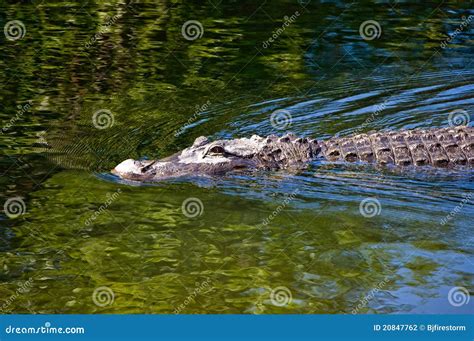 Swimming Alligator Stock Photo Image Of Alligators Nature 20847762