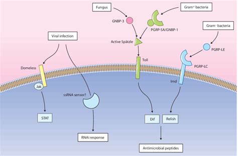 Drosophila Innate Immune Pathways Bacterial And Fungal Infections Are Download Scientific