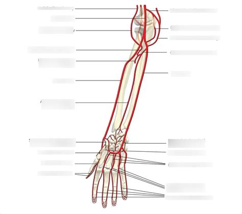 Labeling Of Arm And Forearm Arteries Diagram Quizlet