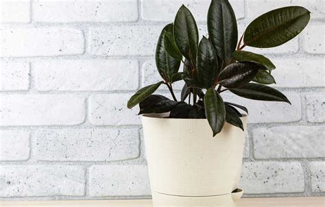 Les plantes d intérieur pour purifier l air de nos maisons Actu Verte