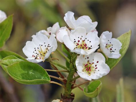 Herbstbirne Gellerts Butterbirne Beurré Hardy Pyrus communis