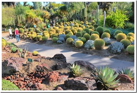 Huntington Desert Garden: agaves, cacti and other New World succulents