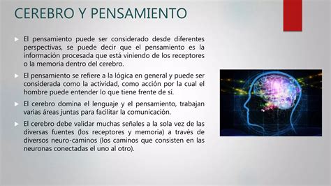 Sensopercepcion Y Psicofisiologia En Los Procesos Mentales Superiores Ppt