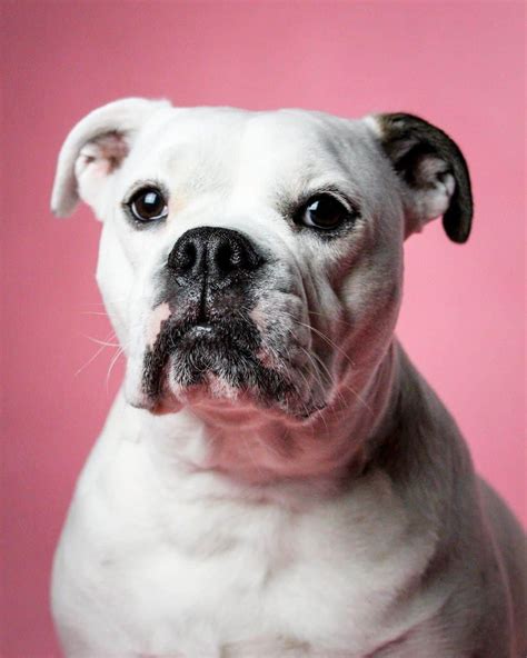 English Bulldog Terrier Mixed Breed Info Pictures And Facts