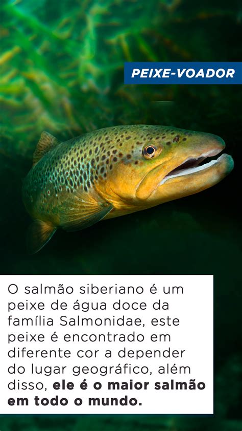 Top Maiores Peixes De Gua Doce Do Mundo Blog Do Pescador