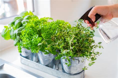 Rentrer Les Fines Herbes Du Jardin Quand Et Comment