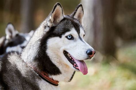 Ritratto Del Profilo Dell Husky Canino Siberiano Con Cappotto Bianco