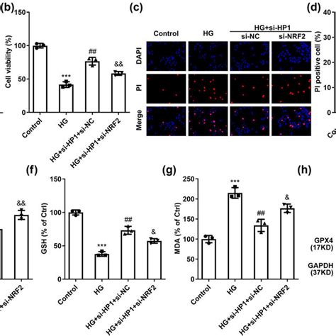 Hp Regulates Hg Induced Ferroptosis Via Nrf Signaling Pathway A