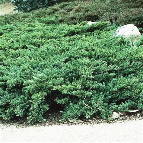 Parson S Juniper For Sale Online The Tree Center