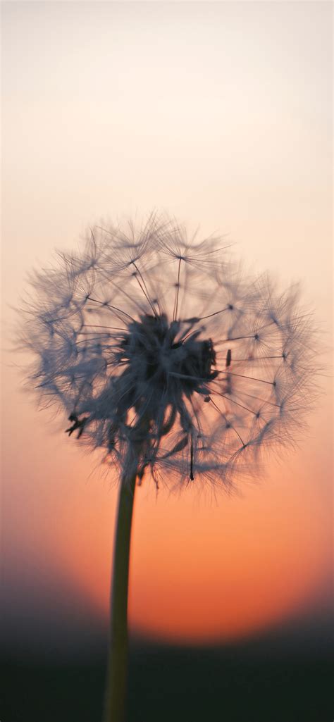 Download Free 100 + wallpaper iphone dandelion Wallpapers