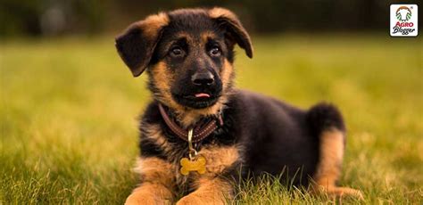 Cómo Cuidar un Cachorro Pastor Alemán Guía básica